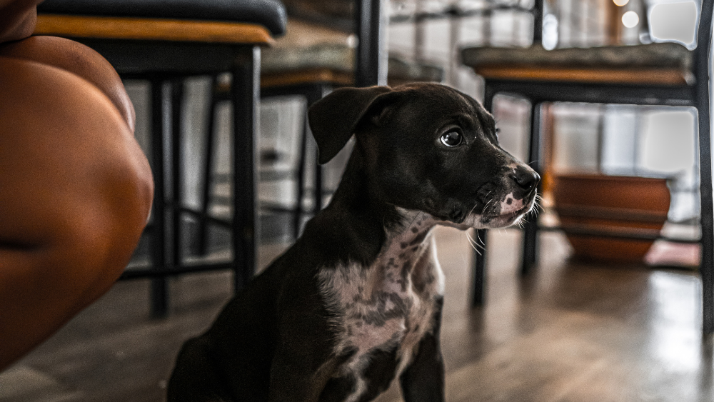 Five top tips for travelling with your dog