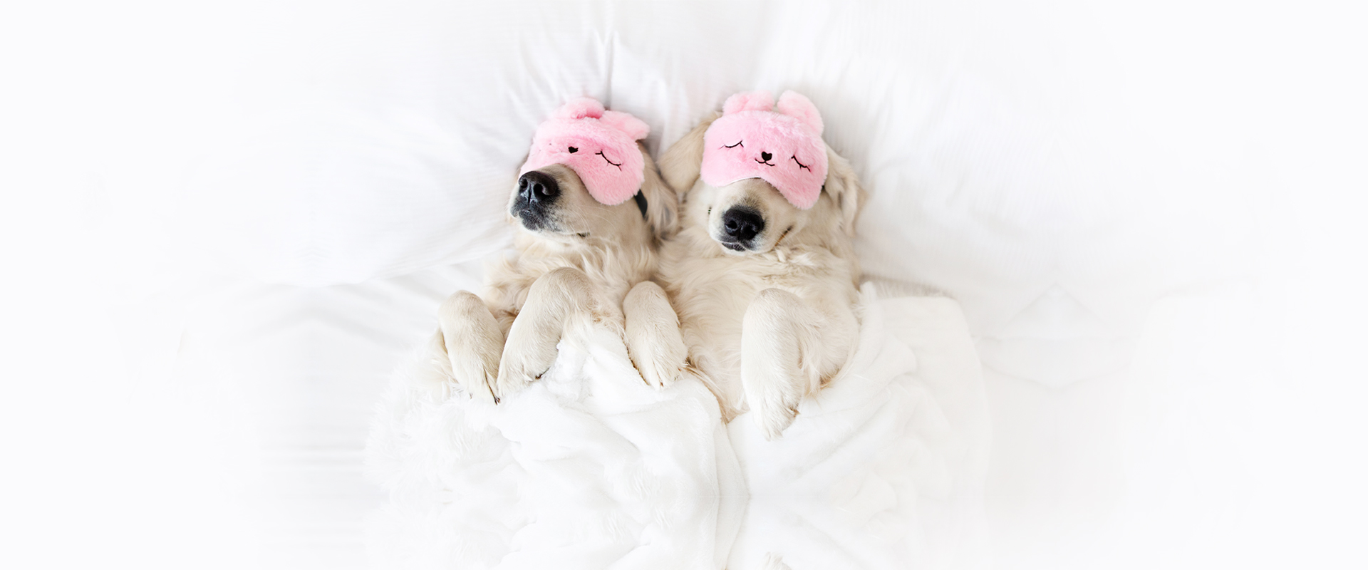 JetPark Auckland - Pampered Pet Package