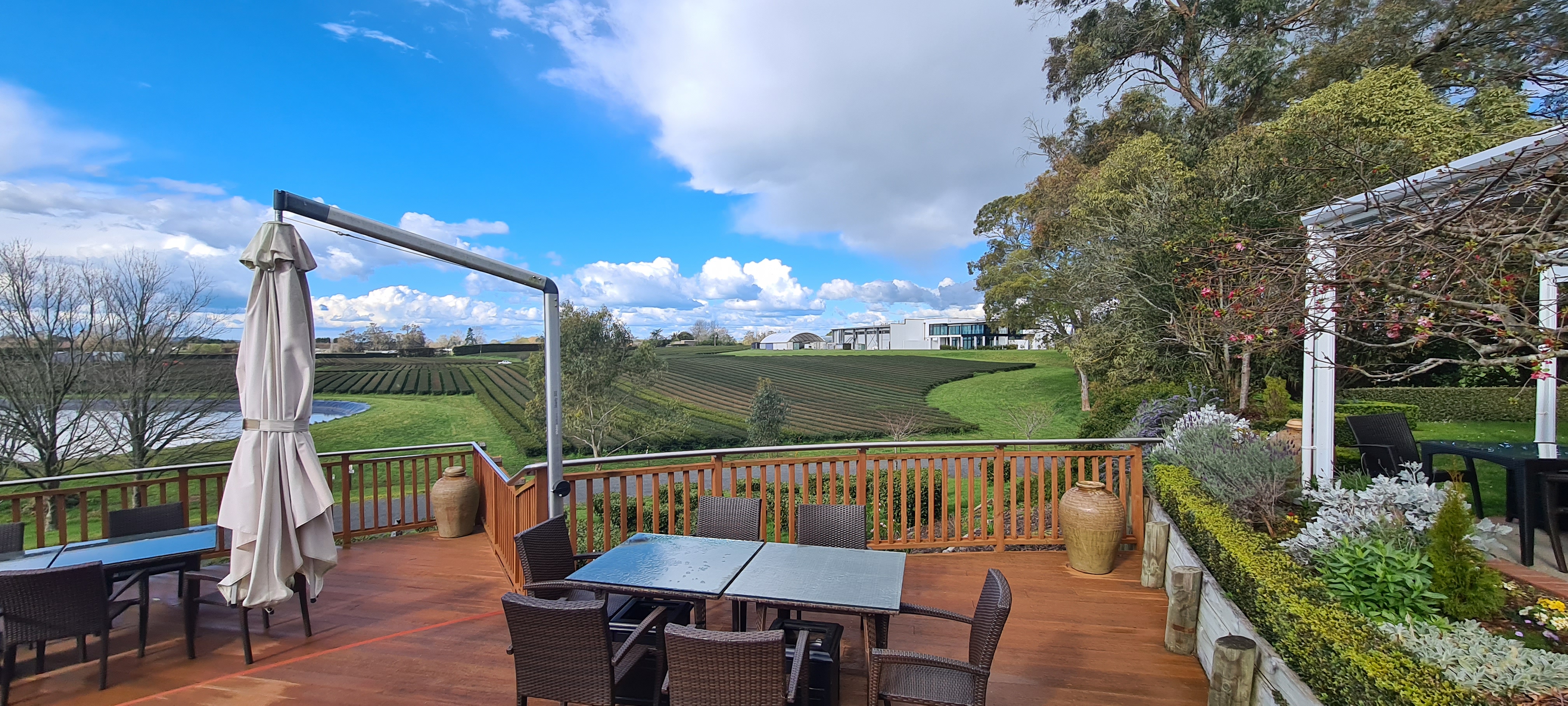 Travels to Zealong Tea Estate